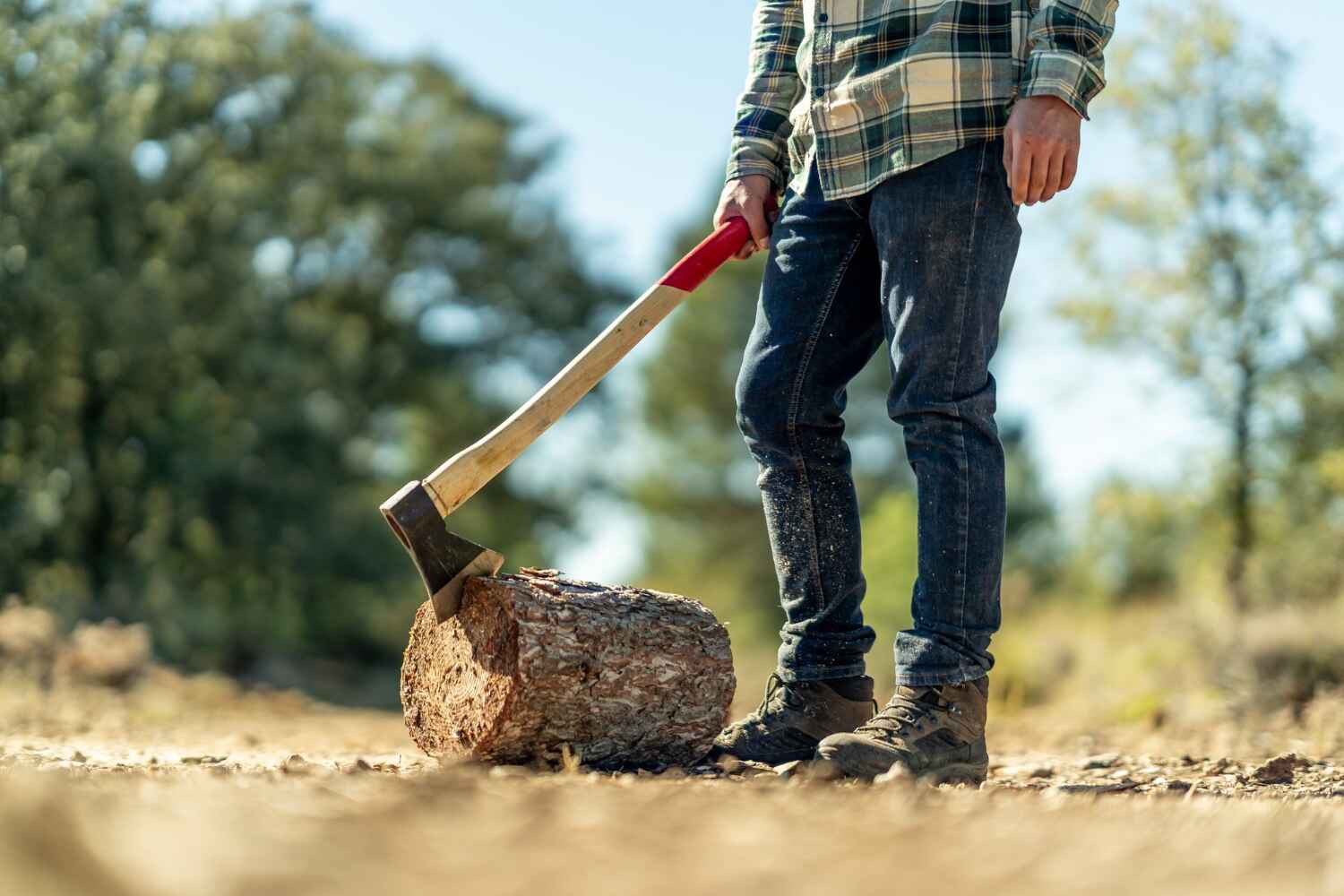 Tree Root Removal in Hastings, MI